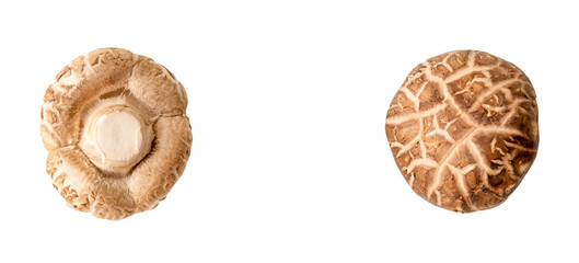 Top view of fresh and dry shiitake mushroom in set isolated  on white background with clipping path