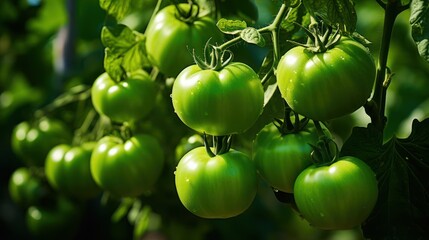 Green tomatoes growing in a greenhouse. Ripe green tomatoes in a greenhouse. Generative AI - obrazy, fototapety, plakaty