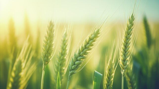 Wheat field. Ears of green wheat close-up. Beautiful Nature Landscape. Generative AI