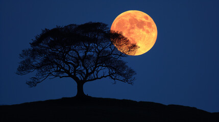 Full moon over a tree. Supermoon background