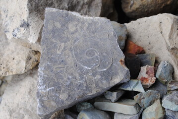 Spiral shell imprint on black stone. Fossilized sea animal shell in fossil rock close up isolated macro.
