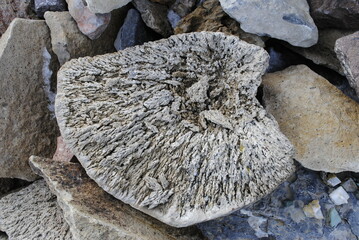 Petrified coral. Coral fossil stone. Fossilized rock close up macro isolated.