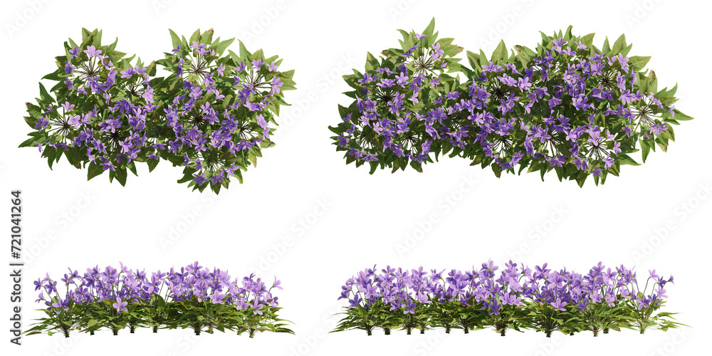 Poster set of violet flowers, 3d rendering, front and top view, cutout for digital composition, illustratio