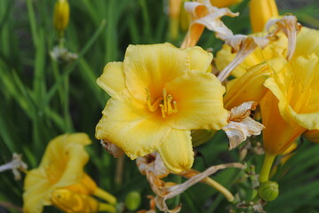 Yellow daylilies blooming in summer. Day lily flowers close up isolated macro.