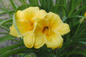 Yellow daylilies blooming in summer. Day lily flowers close up isolated macro.