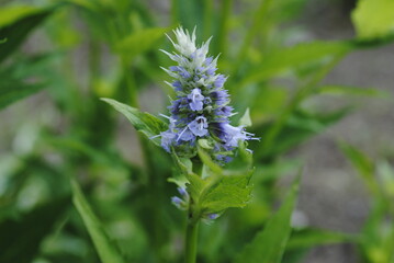 Dainty purple blossoms of the hyssop plant