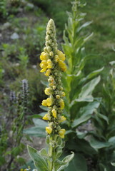 Yellow flowers of Verbascum thapsus, the great mullein, greater mullein or common mullein.