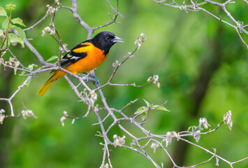 Baltimore Oriole