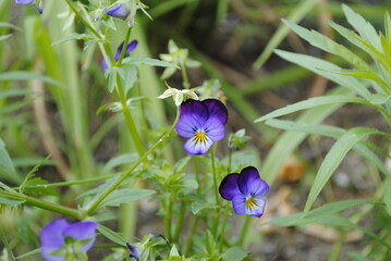 Small purple-indigo blue flowers of the violet plant.