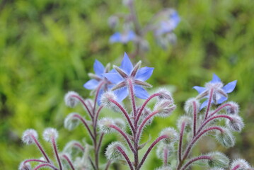 Back view of blue borage flower in bloom. Also known as starflower. Latin name Borago officinalis.