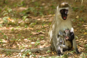 vervet monkey with baby