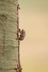 side view of a cicada larva on a green tree trunk