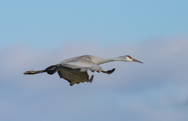 Sandhill Crane