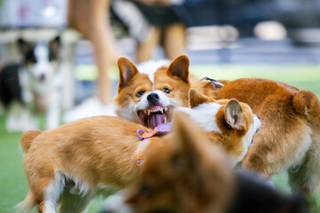 Adorable Welsh Corgi Puppy Enjoying a Park Stroll with Friends