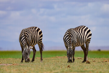 Fototapeta na wymiar side view of two grazing zebras in Amboseli NP