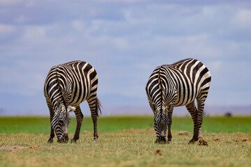 side view of two grazing zebras in Amboseli NP