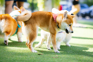 Adorable Welsh Corgi Puppy Enjoying a Park Stroll with Friends