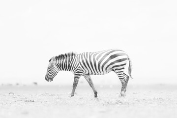 black and white image of a zebra in the savannah