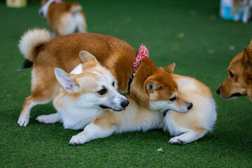 Adorable Welsh Corgi Puppy Enjoying a Park Stroll with Friends