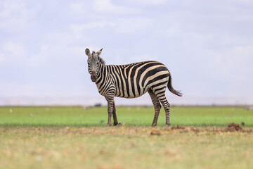 Fototapeta na wymiar side view of a zebra in the endless savannah of Amboseli NP