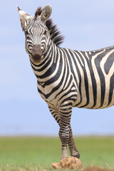 side view of a zebra in the endless savannah of Amboseli NP