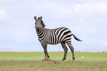 Fototapeta na wymiar side view of a zebra in the endless savannah of Amboseli NP