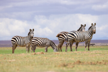 Fototapeta na wymiar a herd of zebras in Amboseli NP