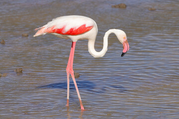 one flamingo in Amboseli NP © Marcel
