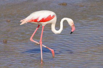 one flamingo in Amboseli NP