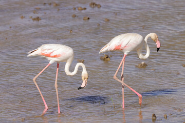 two flamingos in the shallow waters in Amboseli NP