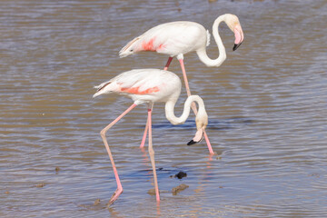 two flamingos in the shallow waters of a lake in Amboseli NP