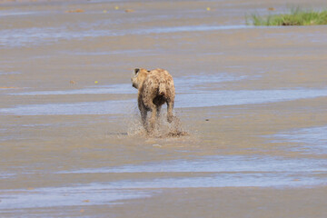 a hyena runs through the shallow waters of a lake in Amboseli NP