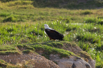 bald eagle sits in grenn grass of Amboseli NP