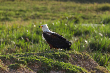 bald eagle sits in grenn grass of Amboseli NP