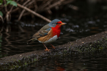 Fototapeta premium European Robin bird in the side of river