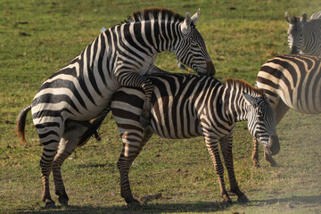 Fototapeta na wymiar mating zebras in Amboseli NP