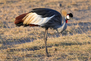grey crowned crane in the savannah of Amboseli NP