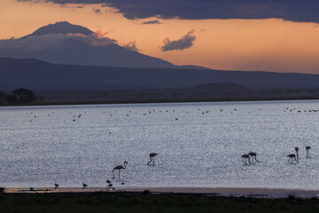 Naklejka premium sunset at an african lake full of birds