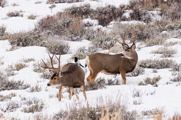 Mull deer in the snow