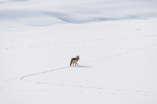 Coyote in snow