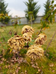 close up of pine cones