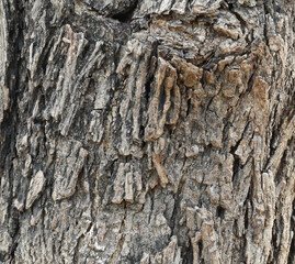 Old tree texture. Bark pattern, For background wood work, Bark of brown hardwood, thick bark hardwood, residential house wood. nature, tree, bark, hardwood, trunk, tree , tree trunk close up texture 