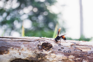 A large asian hornet Vespa affinis