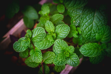Green mint plants close-up grow in a vegetable garden.