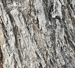 Old tree texture. Bark pattern, For background wood work, Bark of brown hardwood, thick bark hardwood, residential house wood. nature, tree, bark, hardwood, trunk, tree , tree trunk close up texture 