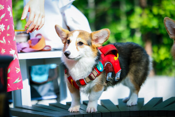 A cute young welsh corgi pembroke puppy sits on the grass, sticking out its tongue in a portrait that captures the adorable essence of this white and brown canine friend