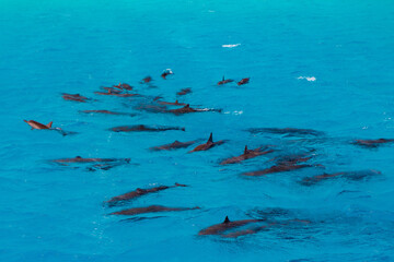 Niesamowita natura, delfiny w swoim naturalnym środowisku © Fotografia1979