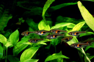 ラスボラ　ヘンゲリー　コイの仲間　トリゴノスティグマ・ヘンゲリー