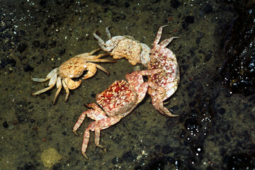 カニの脱皮殻　カクベンケイガニ　並んだ脱皮殻