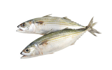 Two Indian mackerel fishes isolated on white background